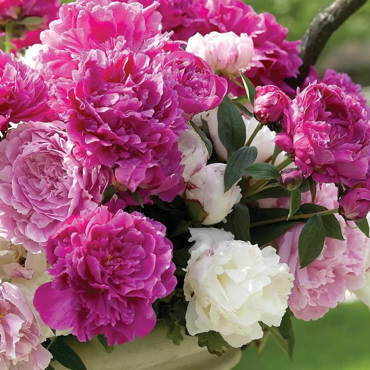 The Queen of Flowers?Peony Flower (Pack of 20)